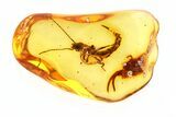 Amazing Fossil Earwig (Dermaptera) In Baltic Amber - Rare Inclusion #270583-2